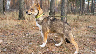 Дай лапку: Зара, Феля и Степан в поисках хозяина