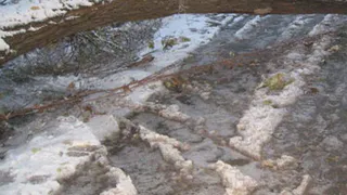 Под Дятьково женщина на Mazda вылетела в кювет из-за упавшего дерева