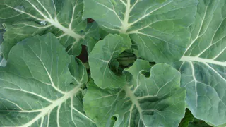 10 литров на 5 ложек: опрыскиваю в июле капуста - белокрылка покинула огород, а личинки усохли — целые листочки до конца сезона