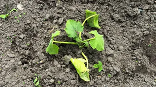 Лишние кабачки не раздаю, а закапываю обратно в грядки: вот для чего это делаю - соседи смеют, потом будут завидовать