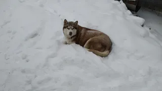 Бастрыкин взял на контроль дело мужчины, потерявшего ногу после нападения собак под Нижнекамском