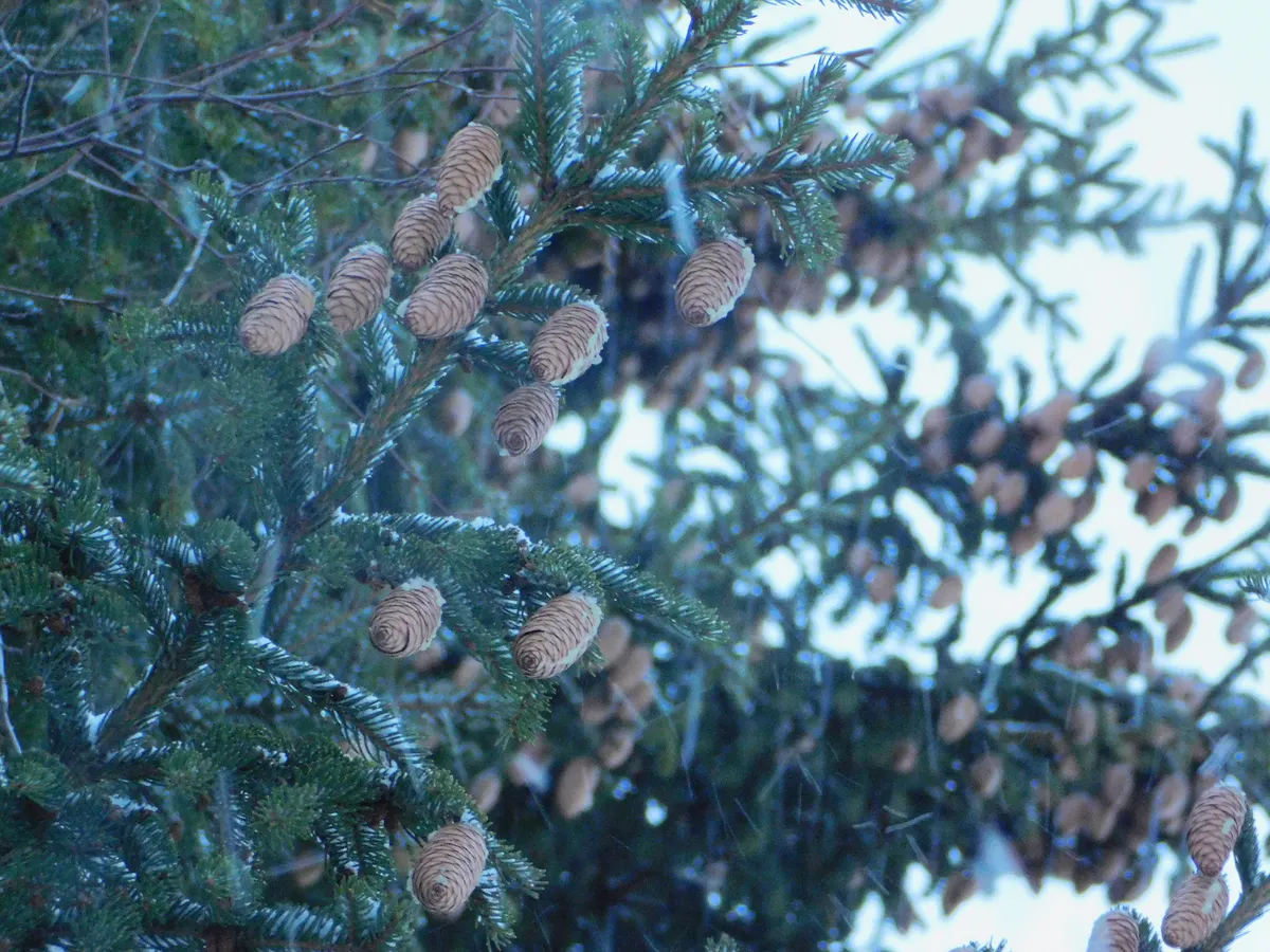 В Челябинской области грядёт резкая смена тёплой погоды на сильные морозы