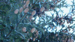 Челябинскую область 7 февраля ожидает резкая смена погоды: от морозов к снегопадам