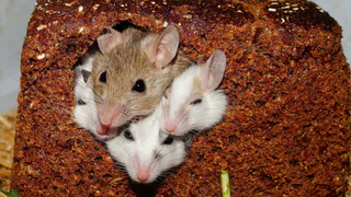 Бабушкин секрет из деревни, как избавиться от мышей в доме: актуальный совет для ноября – ведь мыши ломятся в дома, спасаясь от холодов