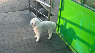 В Коми женщина лишилась денег, пытаясь купить щенка через интернет