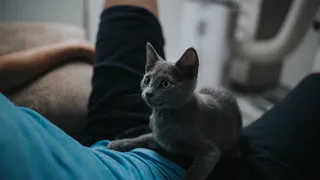 Есть 1 место, куда можно целовать кошку - она не будет против. На заметку каждому хозяину