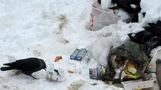 Мусор из центра Брянска не могут вывезти из-за льда и припаркованных машин