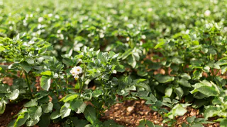 Эта бюджетная крупа превратит почву в чернозем в сентябре: дешево и эффективно