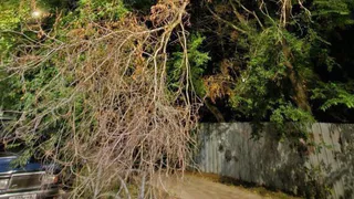 Жители Рязани пожаловались на свисающее над тротуаром дерево на улице Шевченко