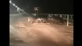 Переходят дорогу по правилам: в Приокском засняли стадо кабанов