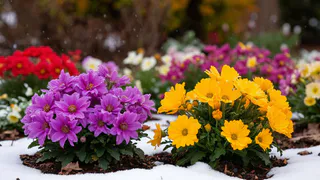 Не спешите закрывать сезон: цветы, которые зимуют под снегом и взрываются красками весной - сажаю их в октябре