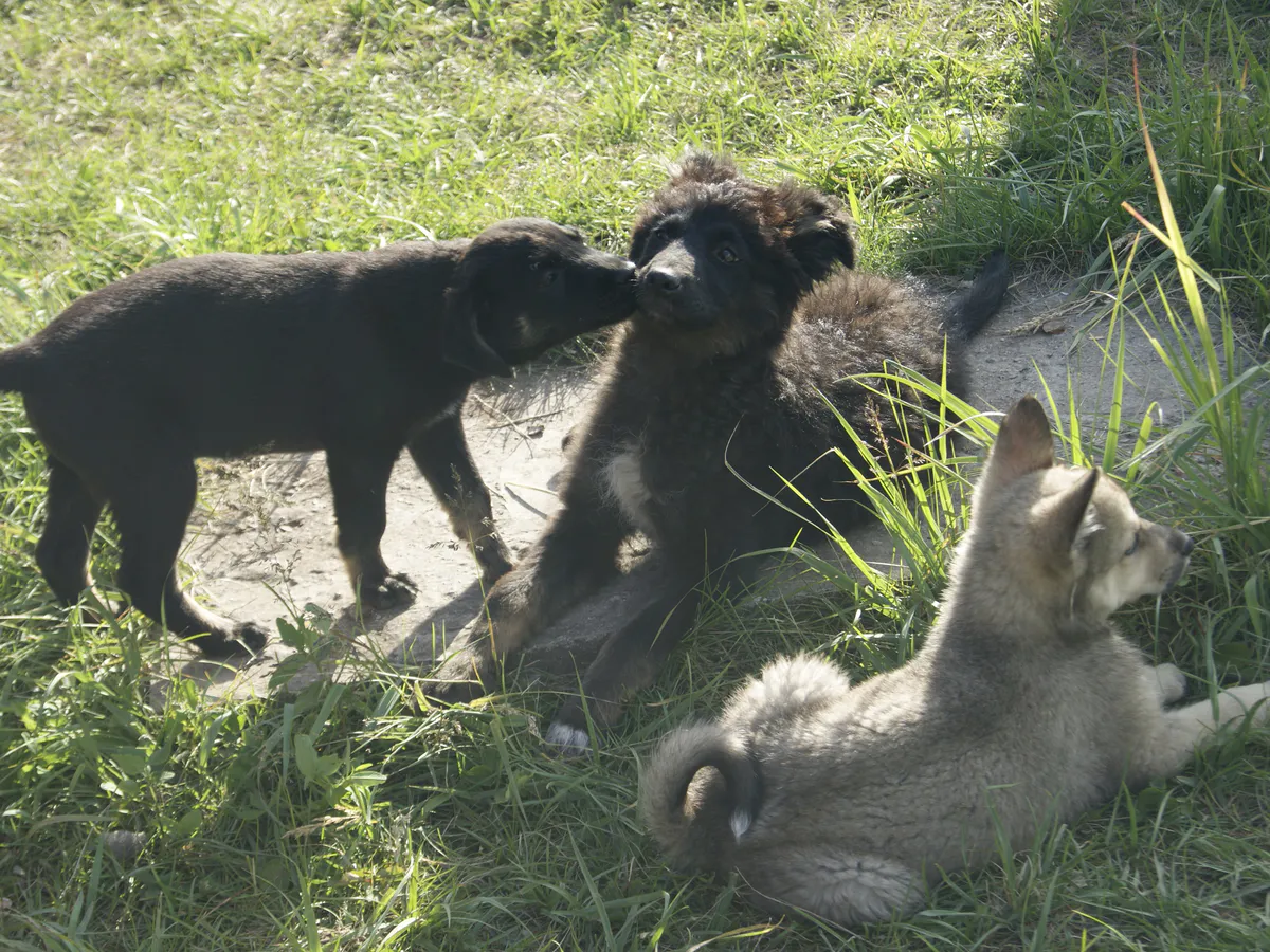 Айдар Метшин предложил сделать Нижнекамский район пилотным по реализации программы о бездомных животных