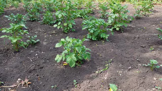 Зацвел картофель — сыплю под корень обязательно: с 20 кустов урожая хватает на всю зиму