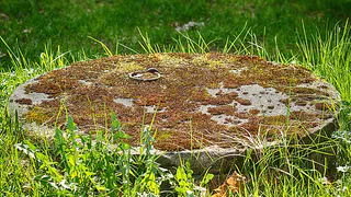 Как черемуха может помочь решить проблемы с откачкой септика