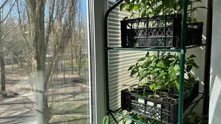 Секреты, благодаря которым рассада томатов и перца всегда низкая, крепкая и готова к высадке — делюсь опытом