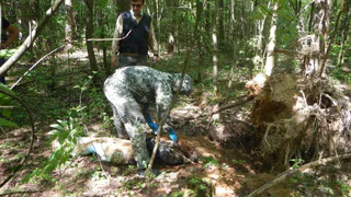 Рецидивист из Ленинградской области получил 12 лет за убийство женщины в Камешковском районе
