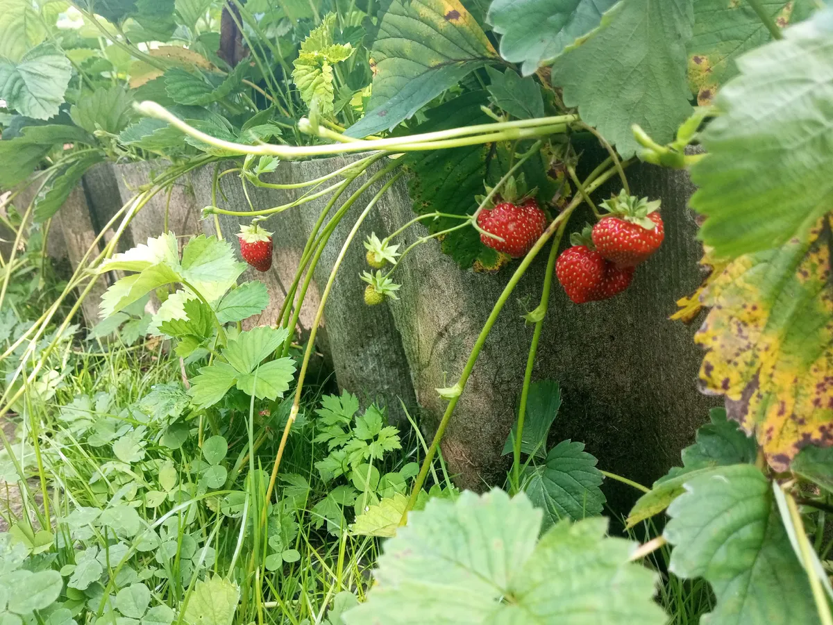 Дачники, одуванчики не косить — 500 грамм на 10 литров — вот вам отличное средство защиты для клубники