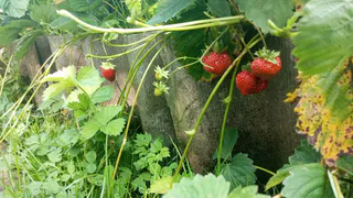 Дачники, одуванчики не косить — 500 грамм на 10 литров — вот вам отличное средство защиты для клубники