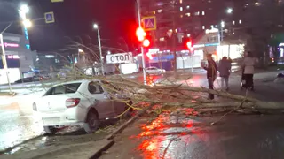 Во Владимире ветер повалил дерево прямо на автомобиль