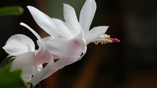 Уход за декабристом: как подготовить растение к цветению с помощью простого удобрения