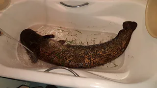 Сом ростом с подростка: рязанец похвастался уловом