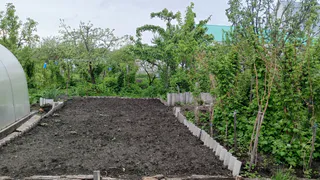 Заливаем 100 г стаканом воды – фитофтора волновать перестанет: помидоры вырастут без единого пятнышка