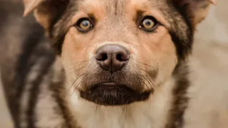 Найди себе друга: в Лесопарке пройдет выставка бездомных собак