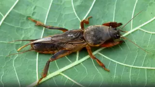 Медведка навсегда уйдет с участка: 3 простых и действенных лайфхака, которые выгонят вредителя