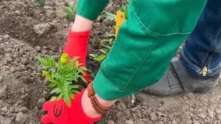 В этом году Владимир украсят 340 тысяч растений