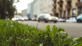 В Пензе запретили озеленять улицу Терновского