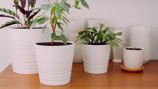 Специалисты рассказали о цветах, которые привлекают в дом любовь и радость