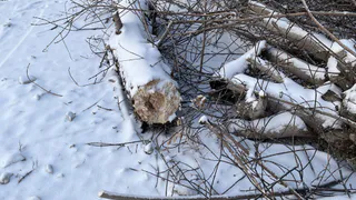 В Магнитогорске разгорается скандал из-за сноса аварийных деревьев