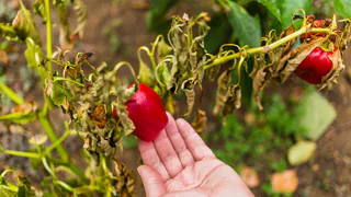 Режь без сострадания: главные правила формирования куста для получения крупных перцев