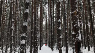 16 января в Рязанской области ожидаются осадки и до +2