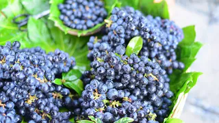 Эта голубика точно завалит грядки летом - 1 хитрость увеличивает урожай на 90%