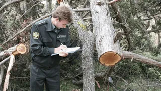 В Брянской области резко выросло число экологических преступлений