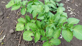 Как сажали картофель в СССР: забытая советская техника, которая утраивала урожай