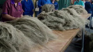 Генеральный директор ООО «Брянский лен» предстанет перед Дубровским районным судом.