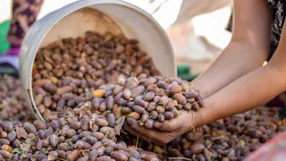 Жителей Пензы просят помочь в сборе желудей для восстановления лесов