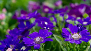 Сею 12 однолетников до 15 октября: весной всходят сами даже без рассады - красота в саду и никакой мороки