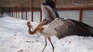 Уборка у журавлей: Окскому заповеднику требуются добровольцы