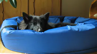 Почему собака любит лежать на вас — не всегда из любви