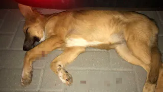 В Семчино неизвестный выстрелил в ногу собаке