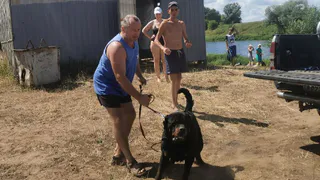 На пляже в рязанской Солотче ротвейлер напал на семью с щенком