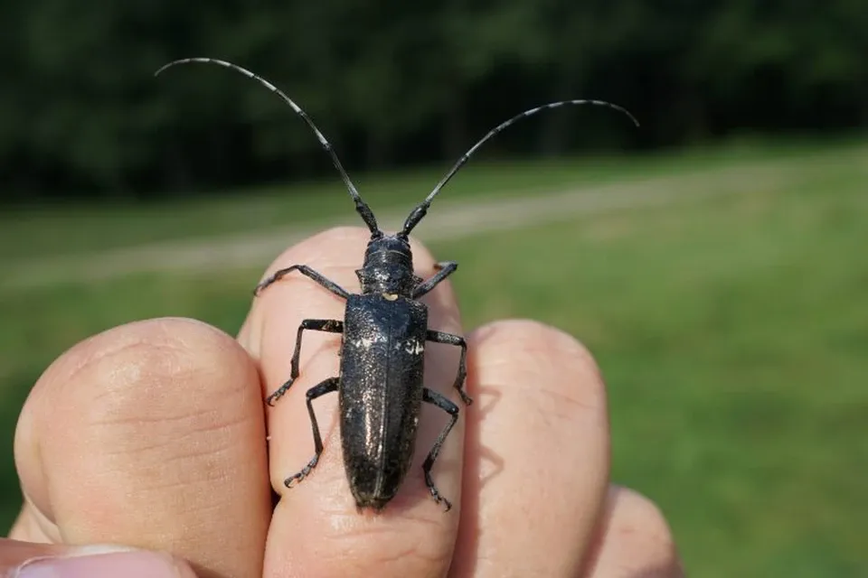Усач ползет на запах любви: в Челябинской области установили сотни ловушек, привлекающих вредных насекомых феромонами