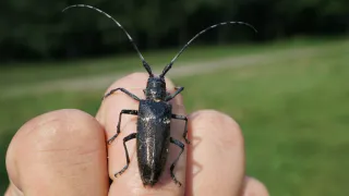 Усач ползет на запах любви: в Челябинской области установили сотни ловушек, привлекающих вредных насекомых феромонами  