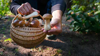 Любителей тихой грибной охоты будут ловить и штрафовать прямо в лесу: строгое правило — с 15 июля