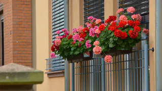 5 горошин в горшок — и герань ринется в рост: выпускает бутоны и днем, и ночью 