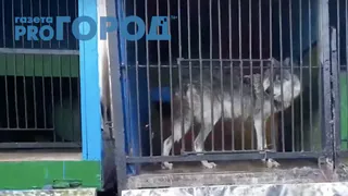 В прокуратуре рассказали о нарушениях в зоопарке "Ноев ковчег". Проблем много