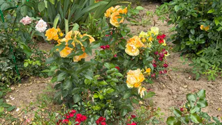 30 граммов под куст – и розы будут радовать бутонами до октября: аромат тянется на 3 километра